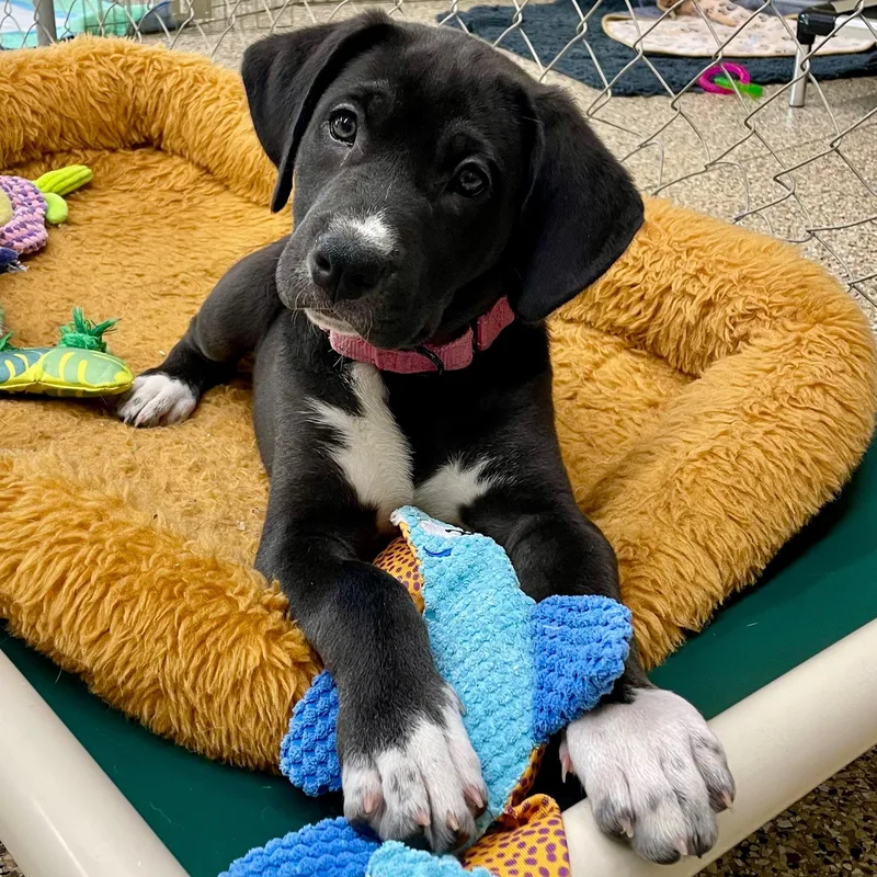 Pepper thumbnail 3