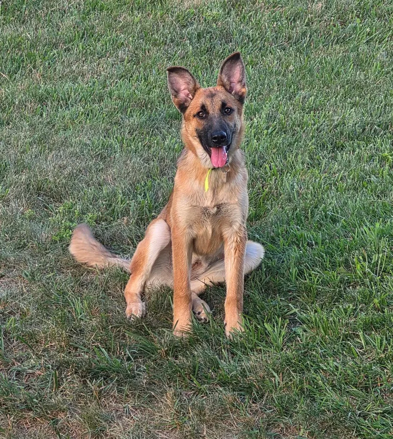 A young medium-sized female German Shepherd Dog dog named Maya for adoption in Ringwood, NJ
