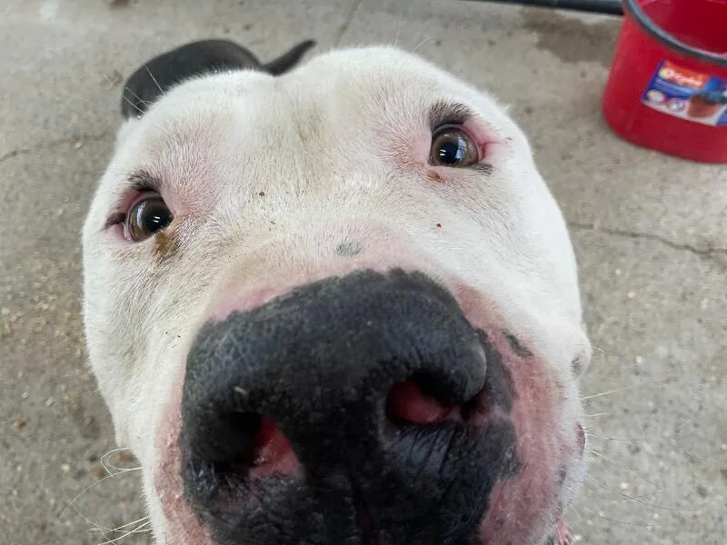 An adult extra large-sized male American Bulldog dog named Milo for adoption in Paris , TN