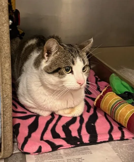 A young medium-sized male Domestic Short Hair cat named Ottis for adoption in Peoria, IL