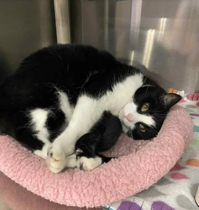 A senior medium-sized female Domestic Short Hair cat named Suzie Q for adoption in Ballwin, MO