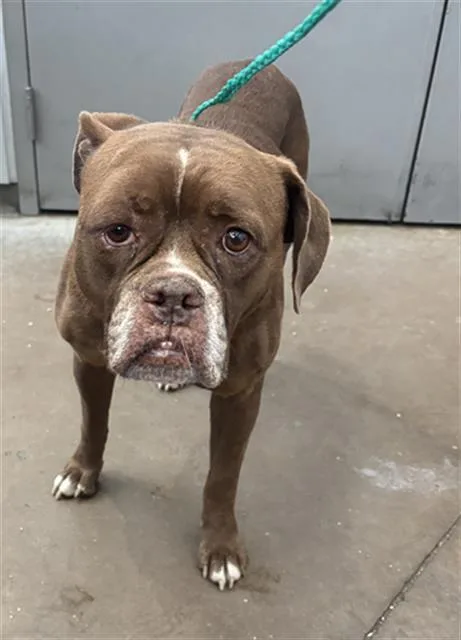 An adult large-sized female Mixed Breed dog named Maisie for adoption in Dallas, TX