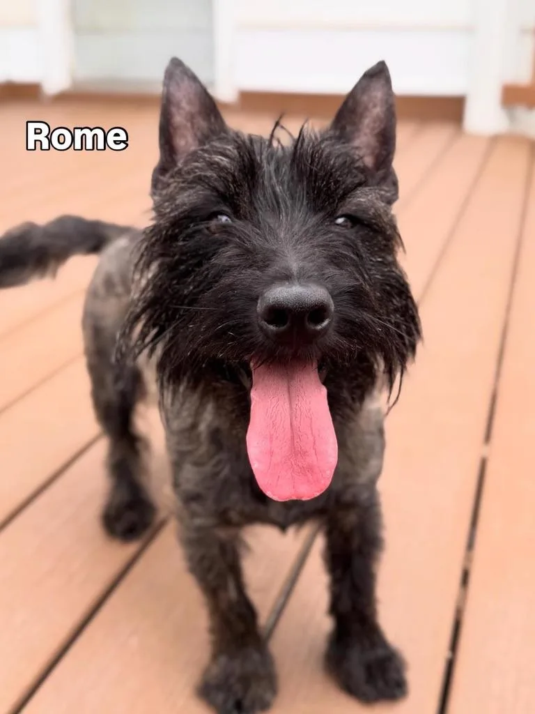 A young small-sized male Brindle Scottish Terrier dog named Paris and Rome for adoption in Silver Spring, MD
