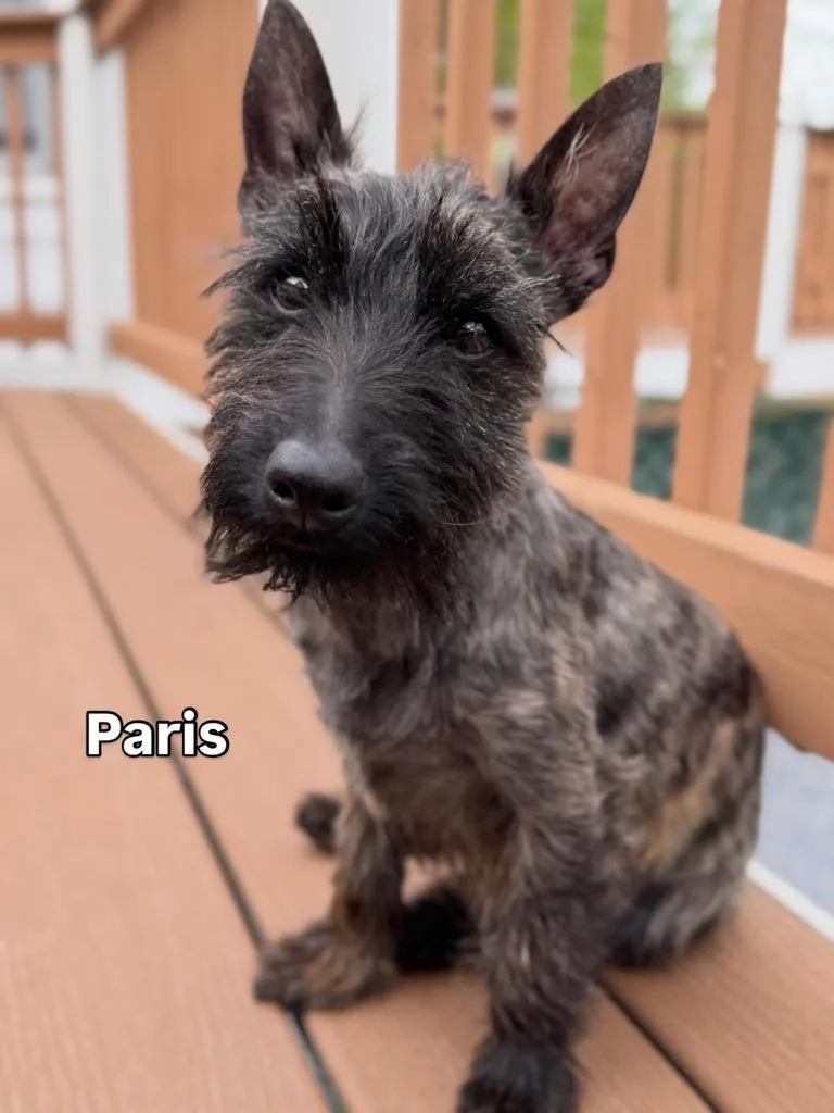 Paris and Rome thumbnail 3