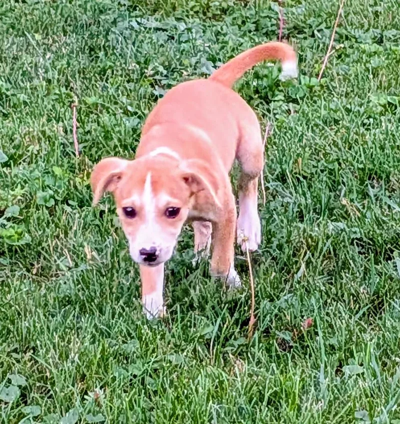 A baby medium-sized female Yellow / Tan / Blond / Fawn Mixed Breed dog named Gemma for adoption in Kenosha, WI