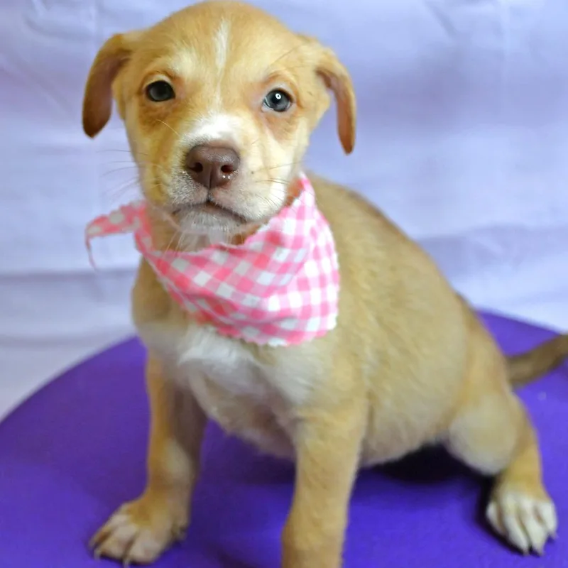 A baby small-sized female Yellow / Tan / Blond / Fawn Husky dog named Parsley for adoption in Beaumont, TX
