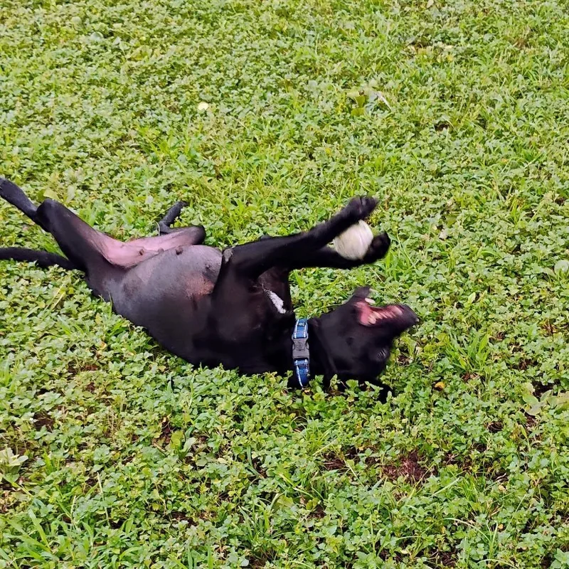 A baby medium-sized female Black Labrador Retriever dog named Elvira for adoption in Marshall, TX
