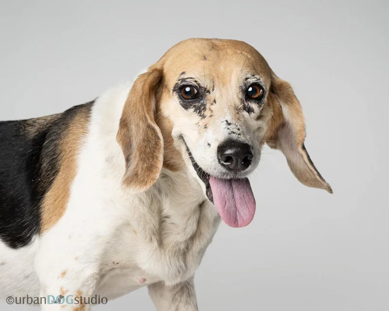 Daisy  F thumbnail 2