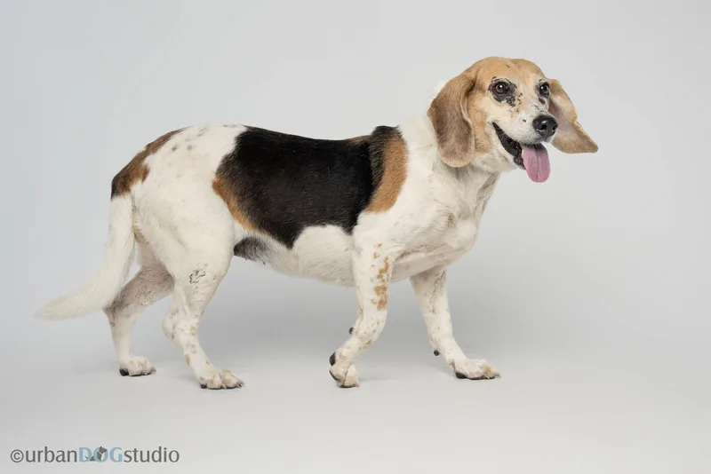 Daisy  F thumbnail 3