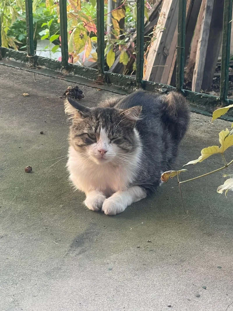 Jefferson thumbnail 2