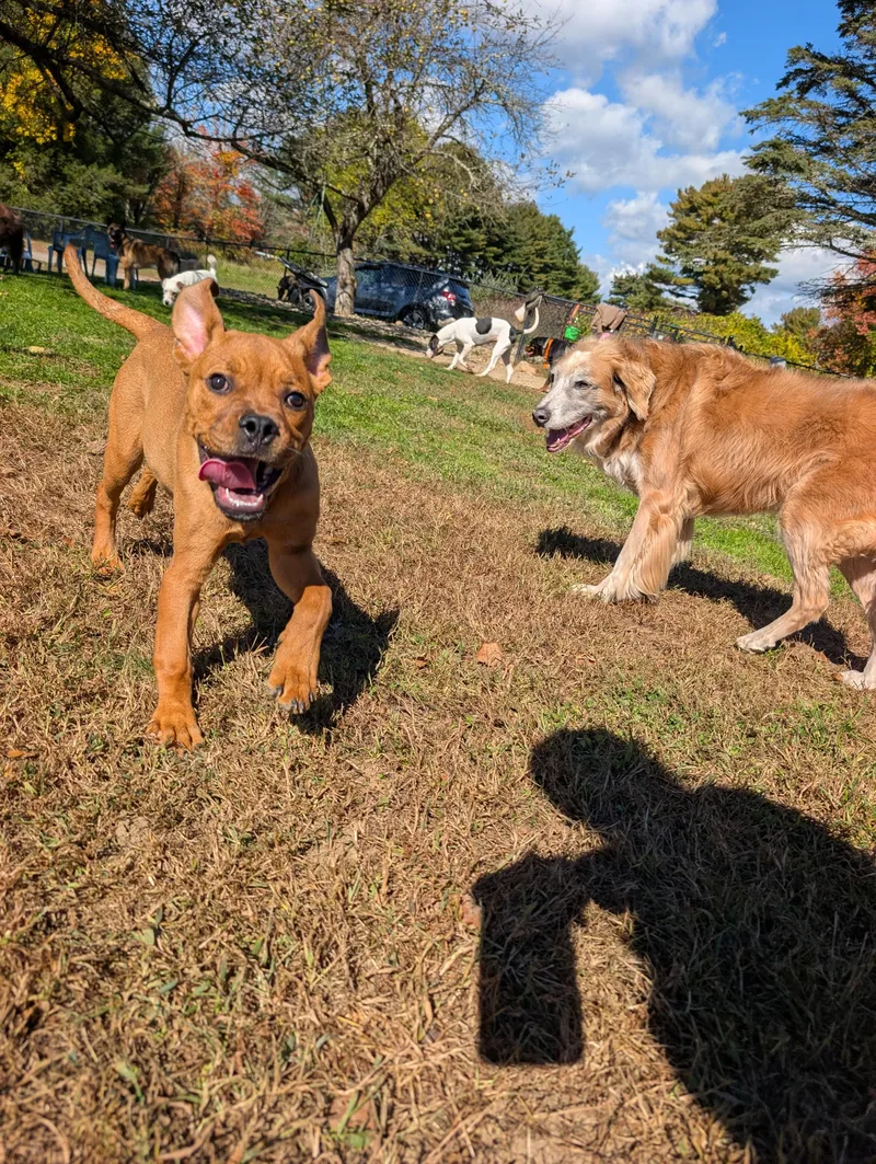 A baby medium-sized female Red / Chestnut / Orange Boxer dog named Brook for adoption in Mansfield Center, CT