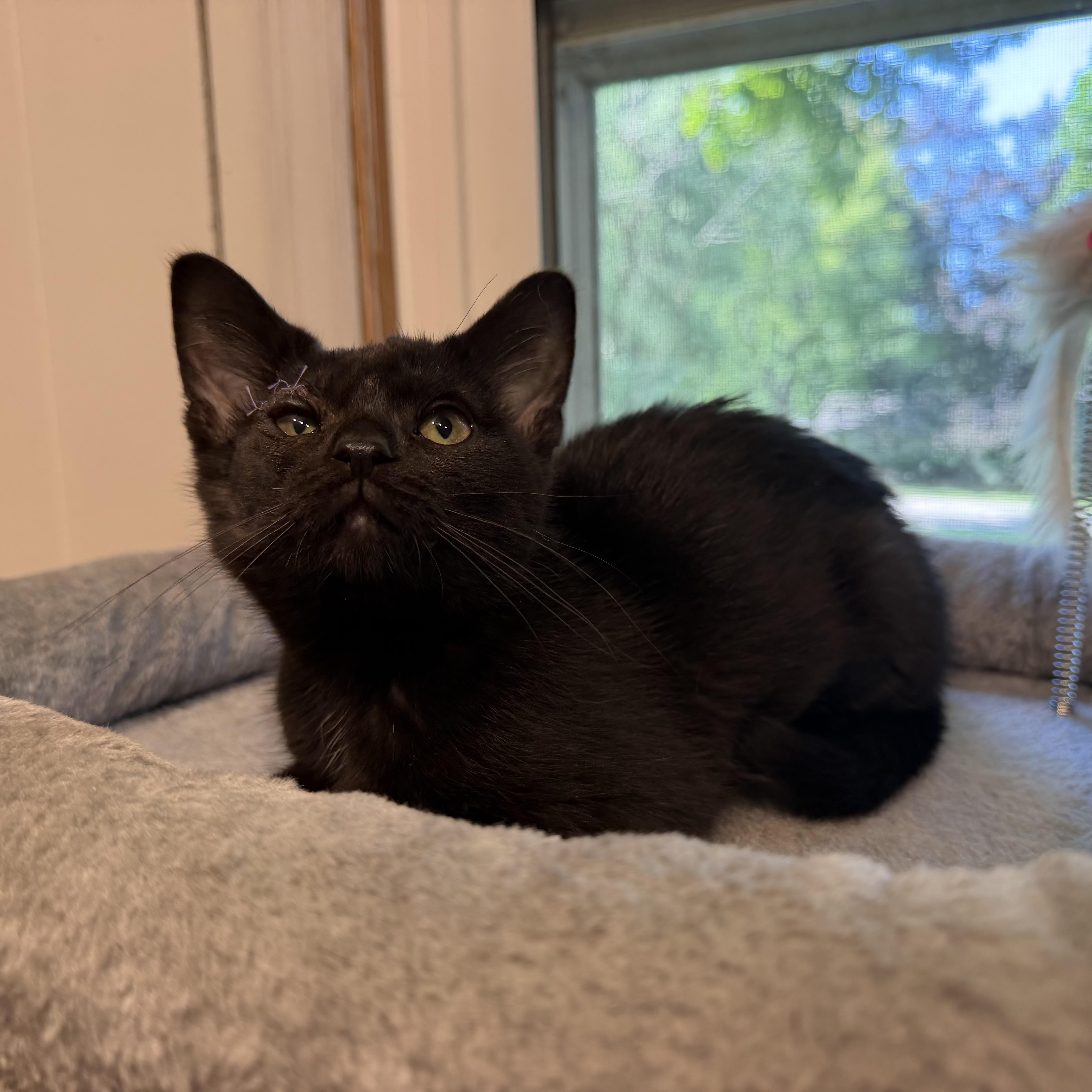 A baby small-sized male Black Domestic Short Hair cat named Sharpie for adoption in Hartville, OH