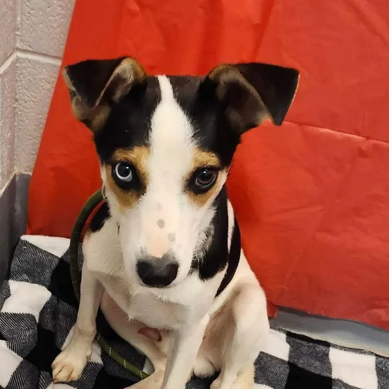 A young medium-sized male Black Mixed Breed dog named Gandalf for adoption in Aldie, VA