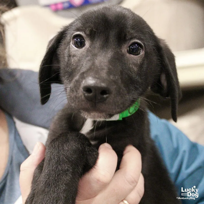 A young large-sized male Labrador Retriever dog named Collards for adoption in Washington, DC