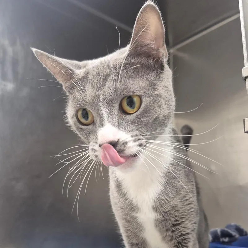 An adult medium-sized female Gray / Blue / Silver Domestic Short Hair cat named Meleys for adoption in Newark, NJ