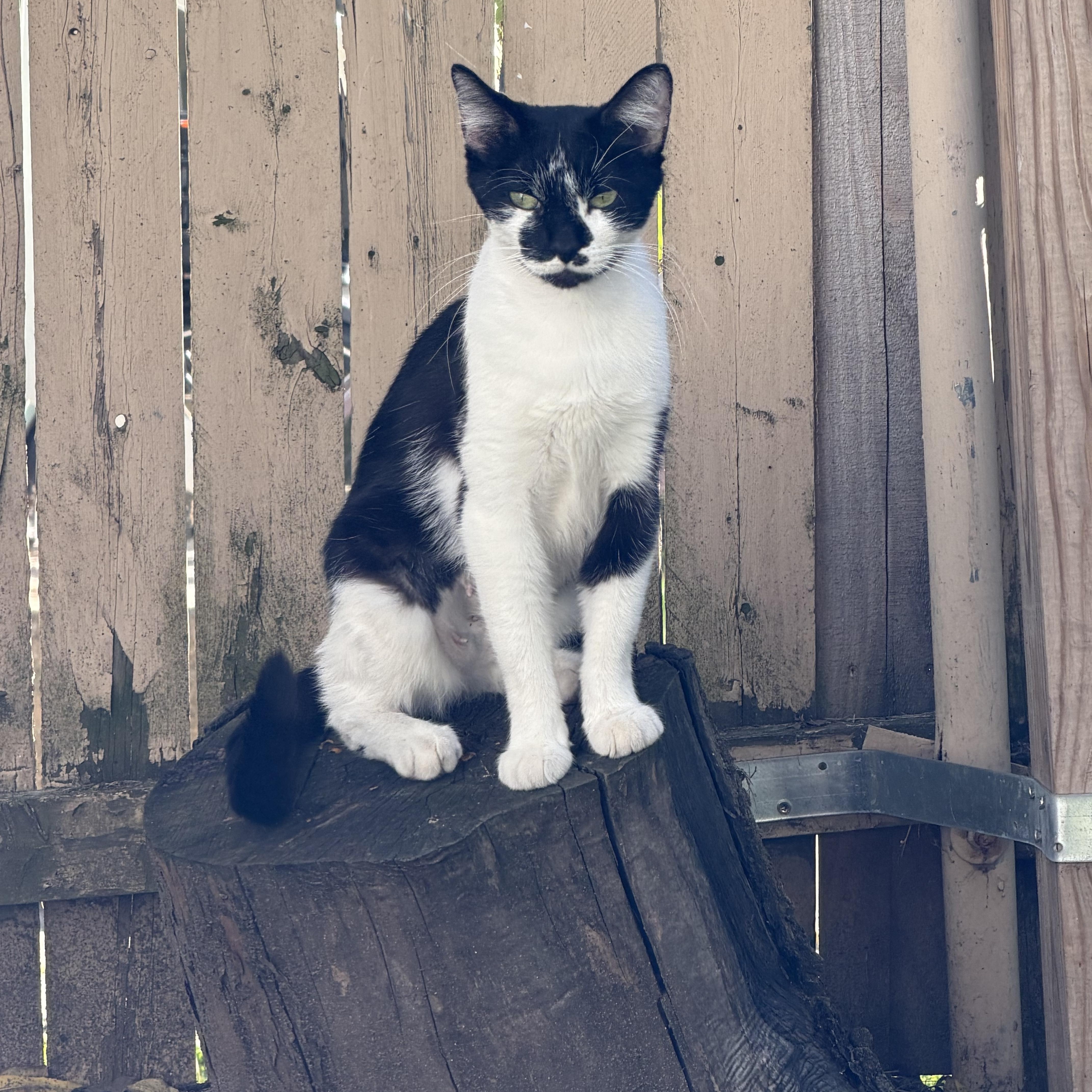 An adult medium-sized female Domestic Short Hair cat named Daisy for adoption in Grand Rapids, MI