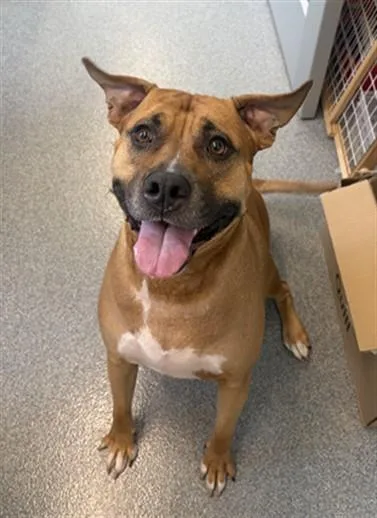 An adult large-sized male Pit Bull Terrier dog named Scooter for adoption in Toledo, OH