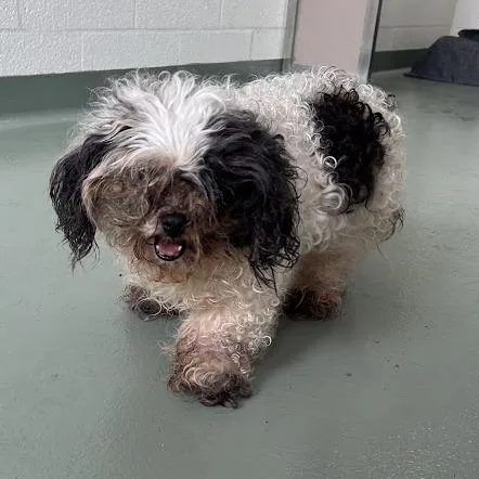 A senior small-sized female White / Cream Poodle (Toy) dog named "Cricket" for adoption in Lyndhurst, VA