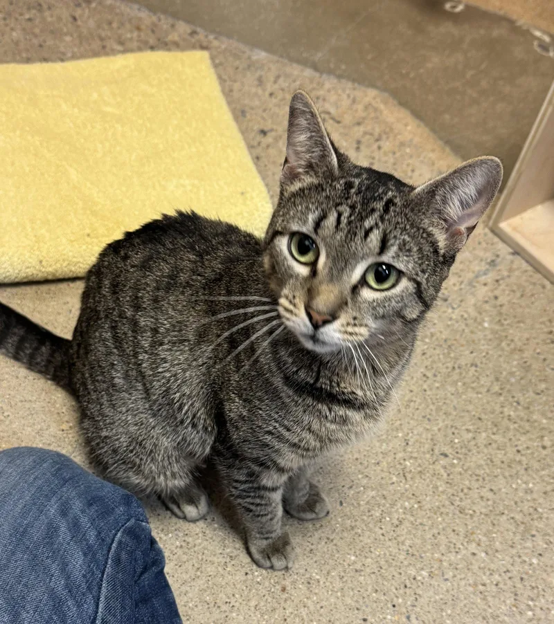 A young medium-sized female Brown / Chocolate Domestic Short Hair cat named Mamma Mia for adoption in Herndon, VA