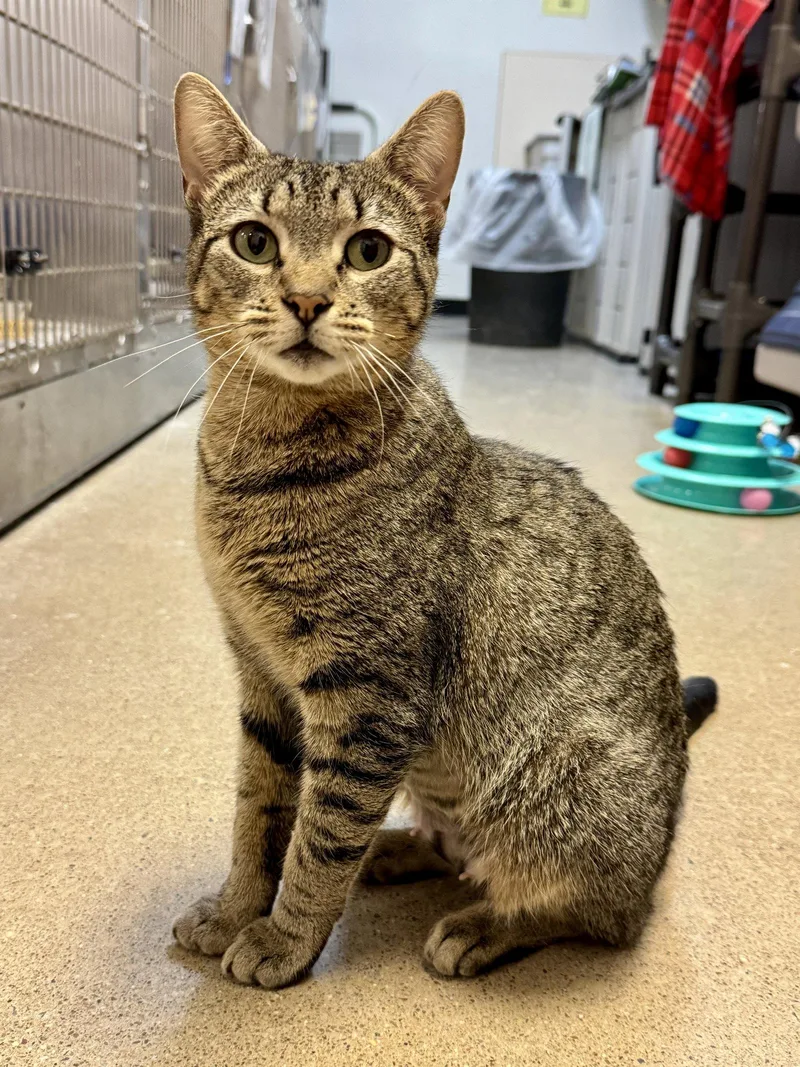 Mamma Mia thumbnail 2