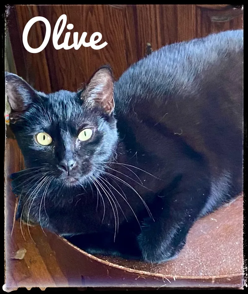 Olive