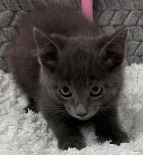 A baby small-sized male Domestic Short Hair cat named TBo for adoption in Lampasas, TX