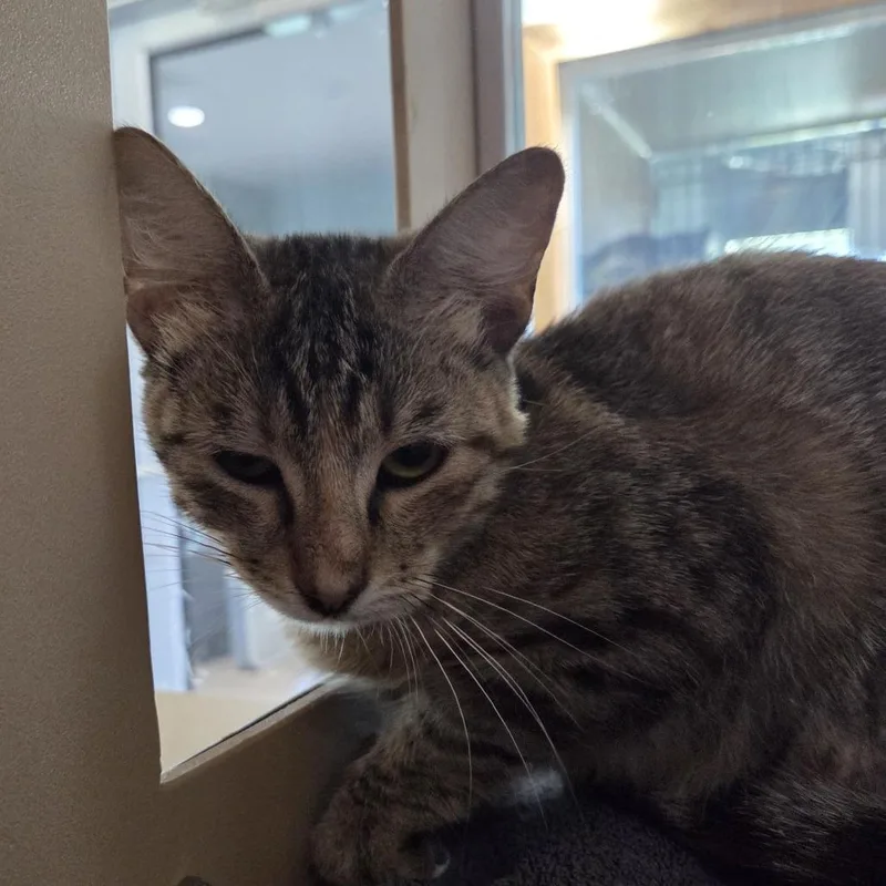 A young medium-sized female Torbie Domestic Short Hair cat named Penny for adoption in Leander, TX