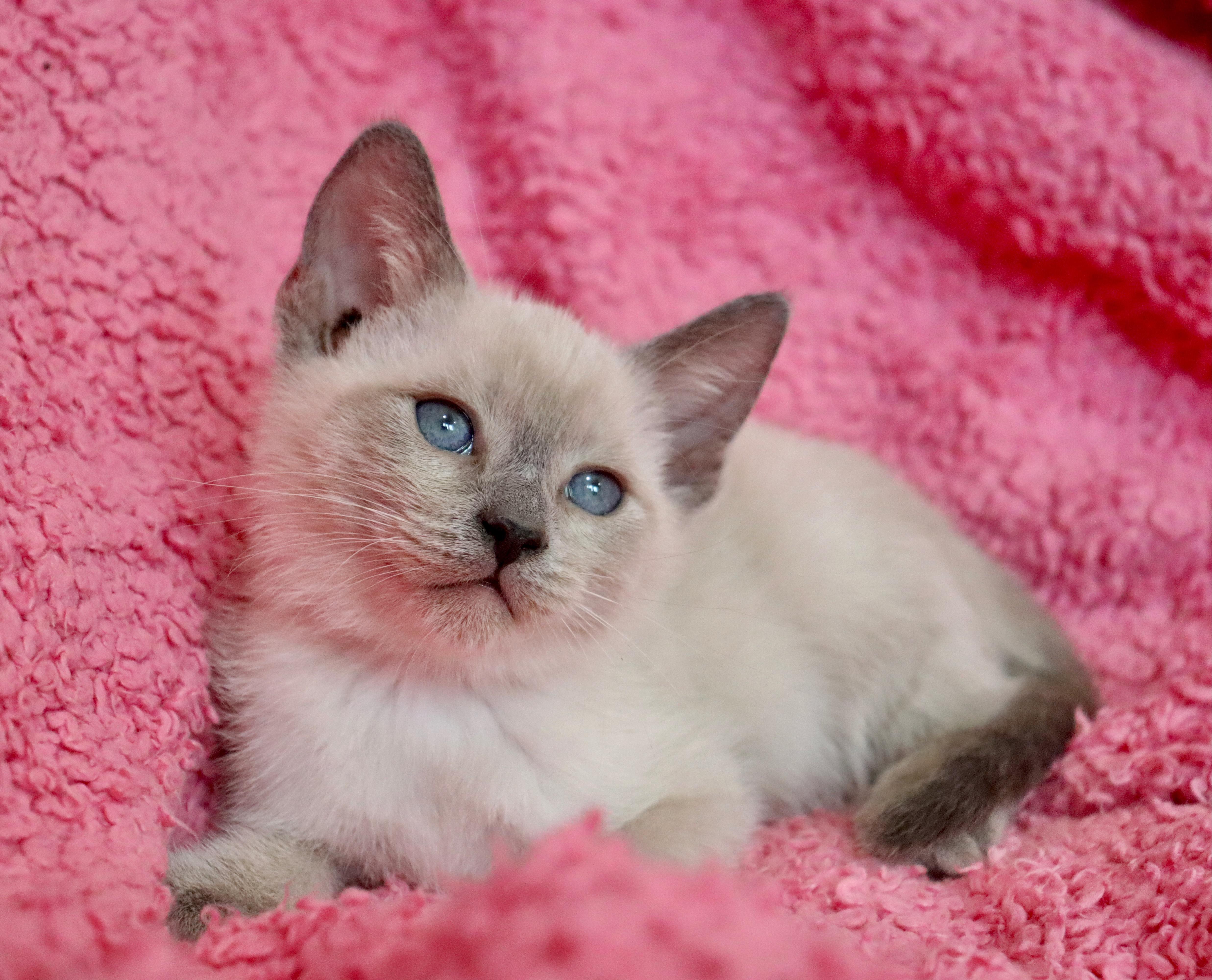 A baby medium-sized female Siamese cat named Pinky for adoption in Saint Augustine, FL