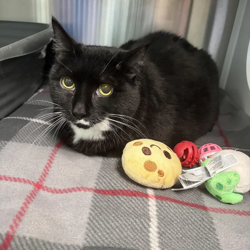 A senior large-sized female Black & White / Tuxedo Domestic Short Hair cat named Zoey for adoption in Seneca, PA