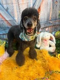 A senior small-sized male Poodle dog named Finley for adoption in Melbourne, FL