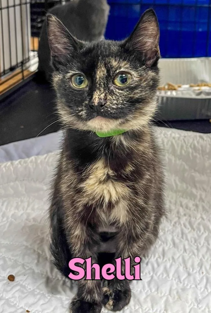 A baby medium-sized female Domestic Short Hair cat named Shelli for adoption in Rome, GA
