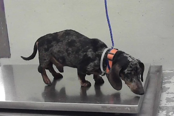 A senior medium-sized male Dachshund dog named Link for adoption in Pearland, TX