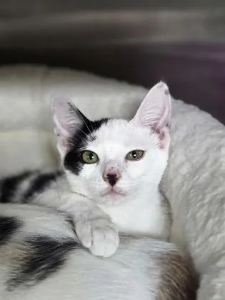 A young small-sized female Domestic Short Hair cat named a Pickles PetSmart James for adoption in North Charleston, SC