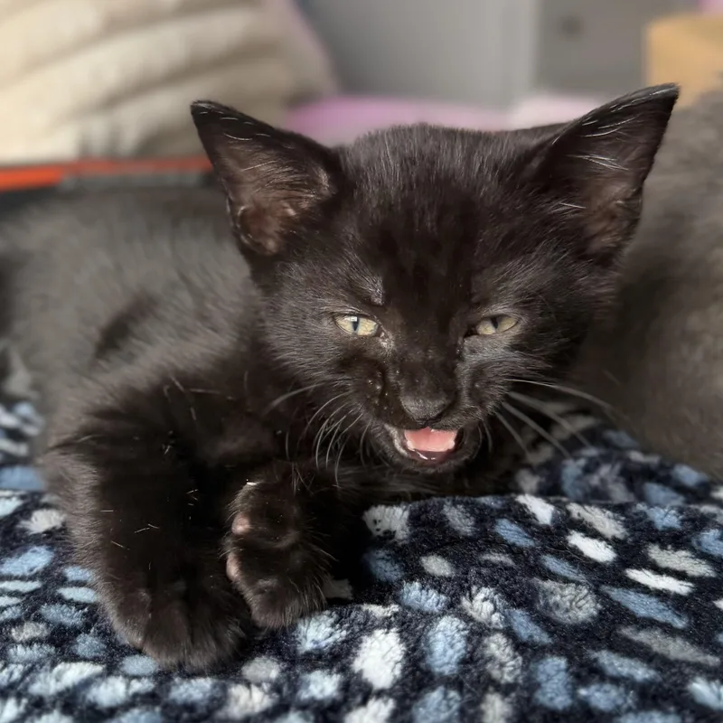A baby small-sized male Black Domestic Short Hair cat named Bobby for adoption in Naperville, IL