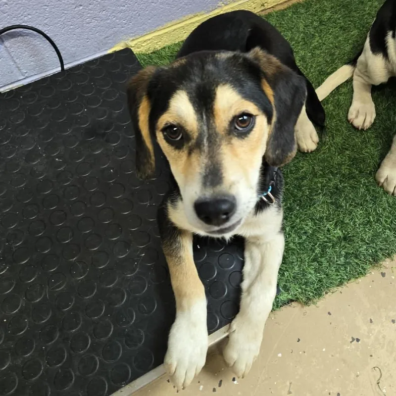 A young small-sized female Black Hound dog named Regina for adoption in Newport, TN