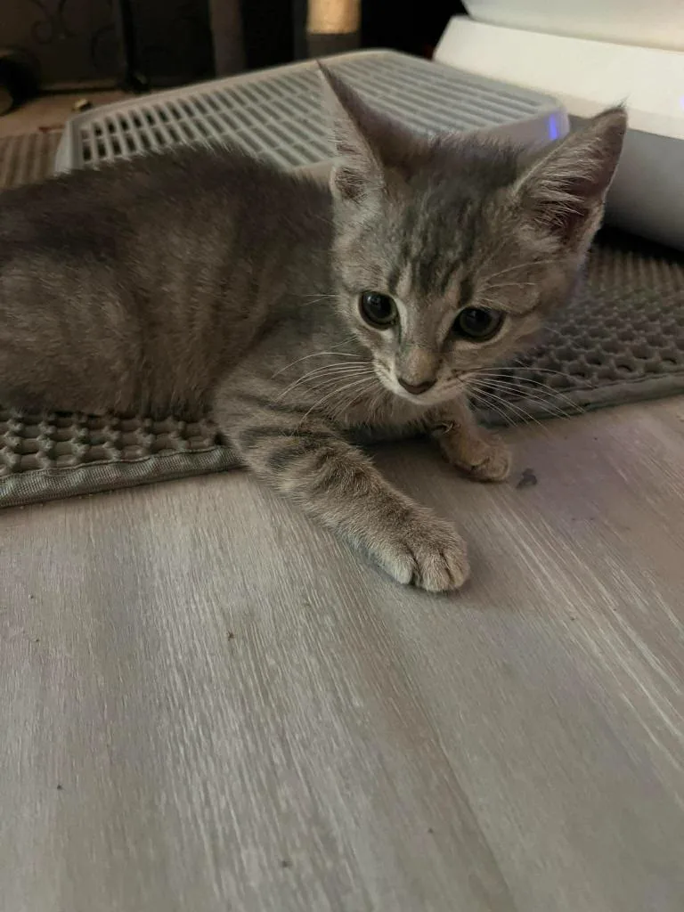 A baby small-sized male Domestic Short Hair cat named Sabrina for adoption in Sebastian, FL