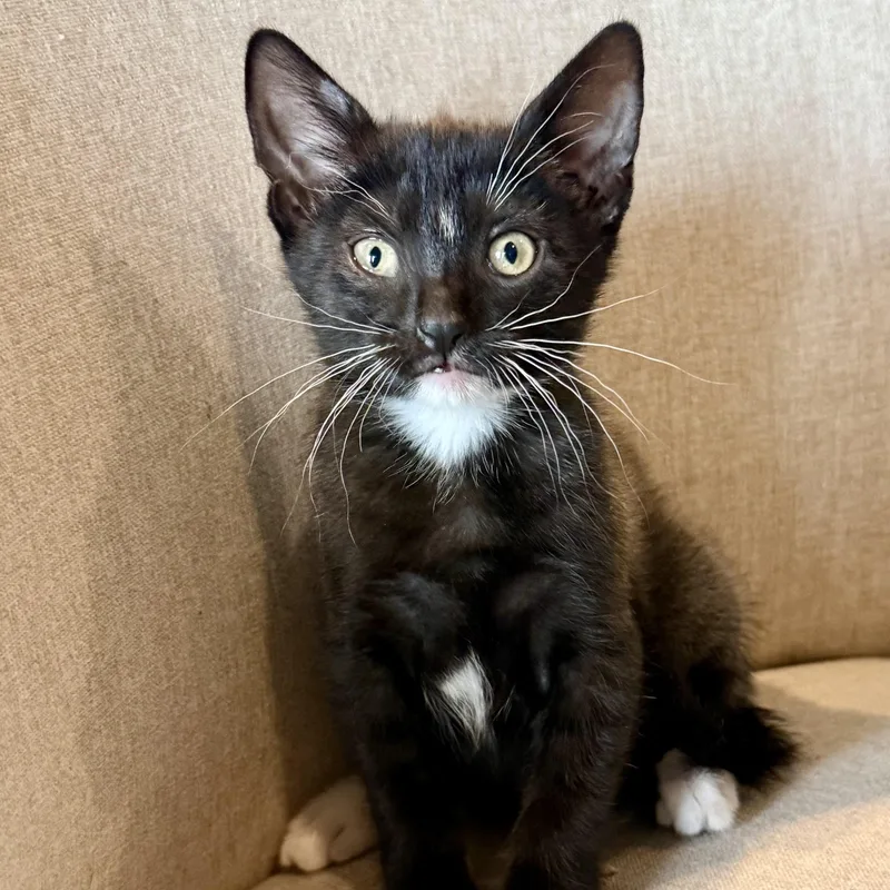 A baby small-sized female Black & White / Tuxedo Domestic Short Hair cat named Casio for adoption in Bentonville, AR