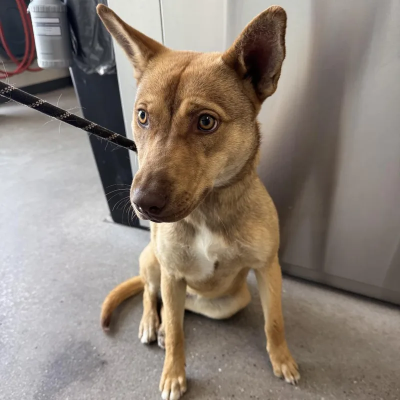 A young medium-sized female Apricot / Beige Mixed Breed dog named Phoebe for adoption in Las Cruces, NM