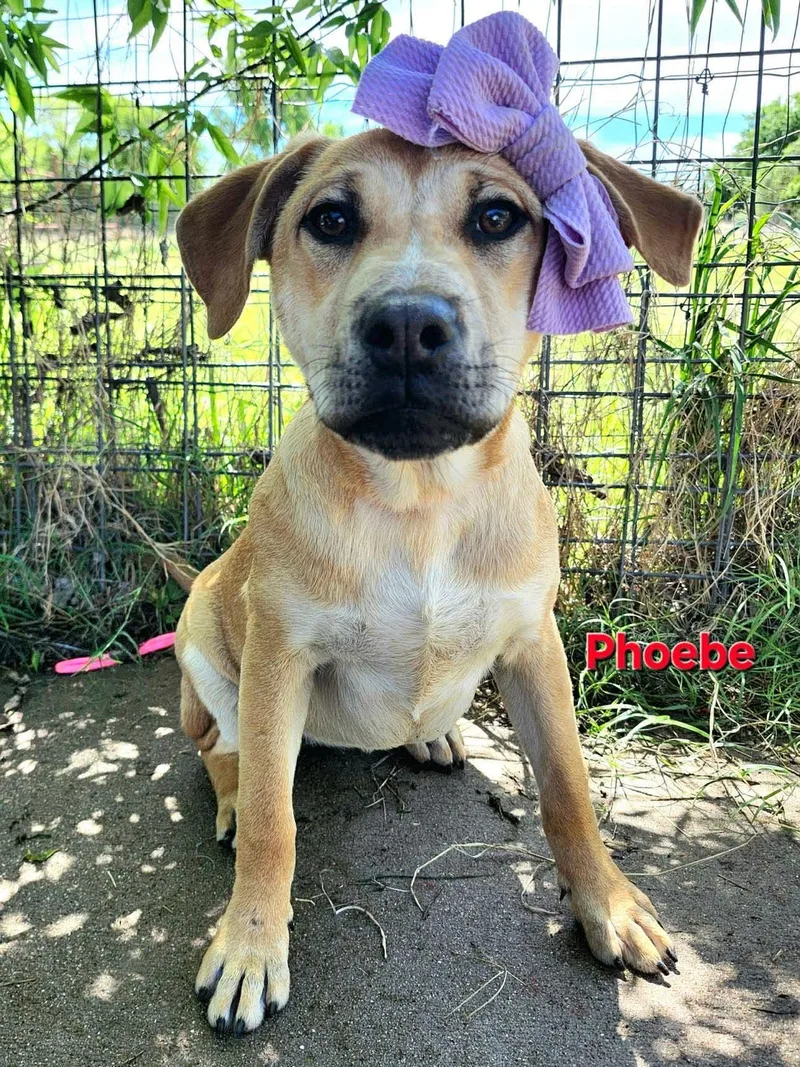 A baby medium-sized female Golden Black Mouth Cur dog named Phoebe for adoption in Elkhorn, WI