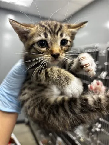 A baby small-sized male Domestic Short Hair cat named Ezri for adoption in San Martin, CA