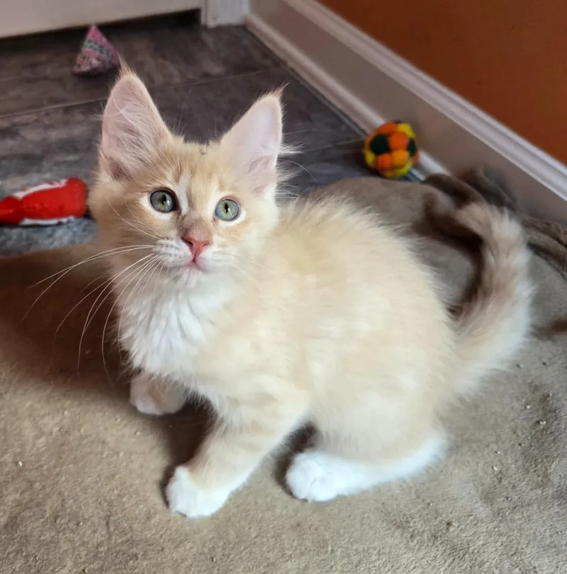 A baby medium-sized female Domestic Long Hair cat named Twizzle for adoption in Youngsville, NC