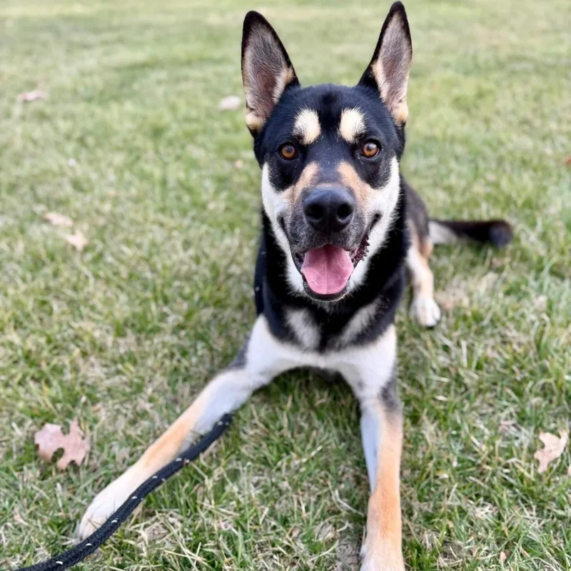 A young medium-sized male Brown / Chocolate Shepherd dog named Charlie for adoption in Madison Heights, MI