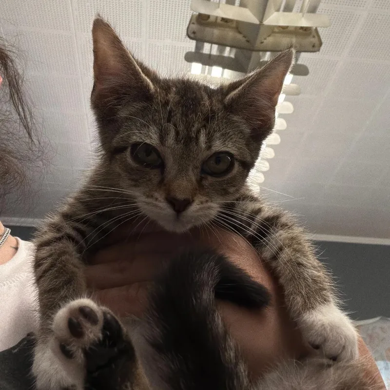 A baby small-sized female Brown / Chocolate Domestic Short Hair cat named Frack for adoption in Oak Hill, WV