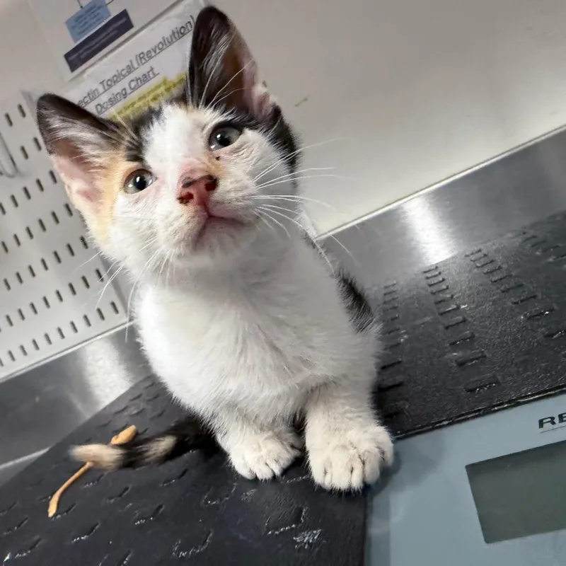 A baby small-sized female White Domestic Short Hair cat named Penny for adoption in League City, TX