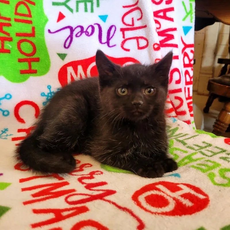 A baby small-sized male Black Domestic Short Hair cat named Pooh for adoption in Kittanning, PA