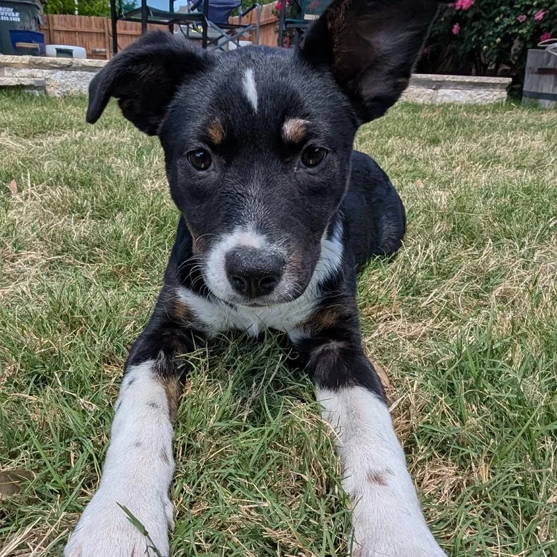 A baby medium-sized female Black Mixed Breed dog named Cherry for adoption in Leander, TX
