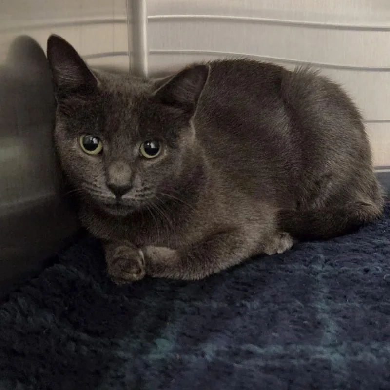 An adult small-sized female Gray / Blue / Silver Domestic Short Hair cat named Carrie for adoption in Bensalem, PA