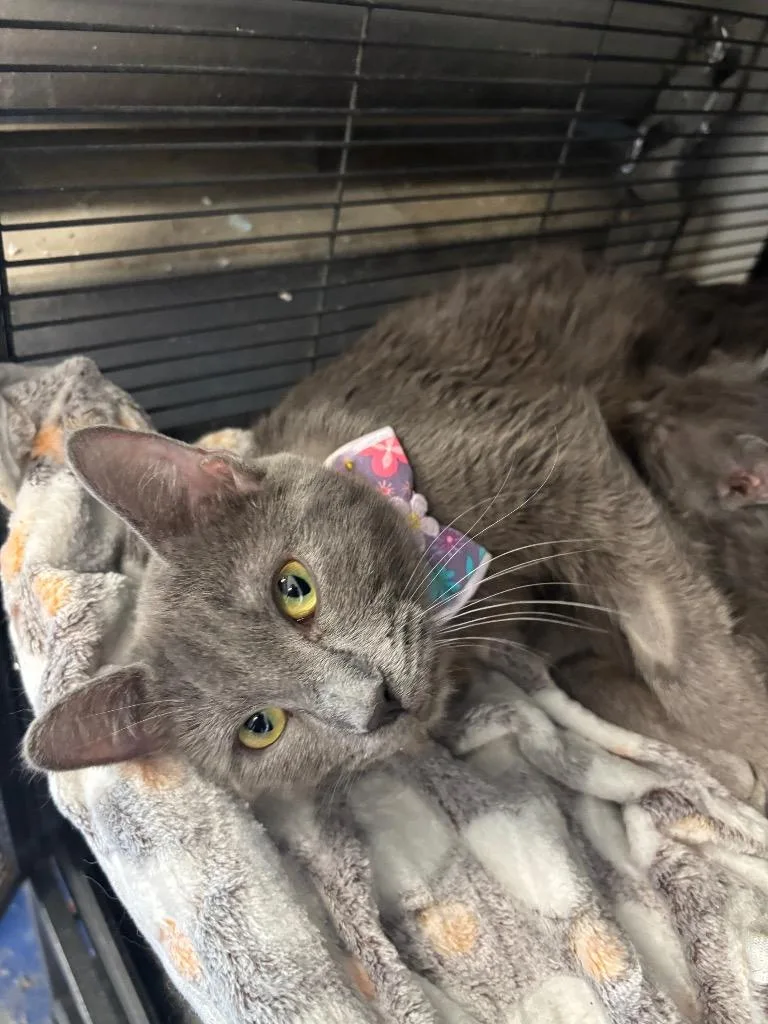 A young medium-sized female Domestic Short Hair cat named Meri for adoption in Johnson City, TN