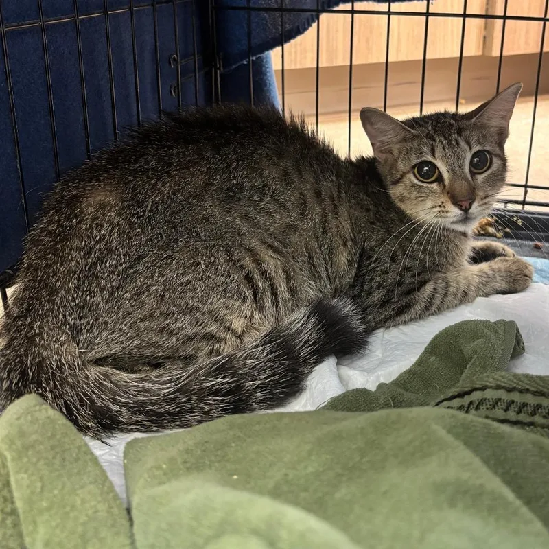 An adult medium-sized female Domestic Short Hair cat named Ashley for adoption in Corpus Christi, TX
