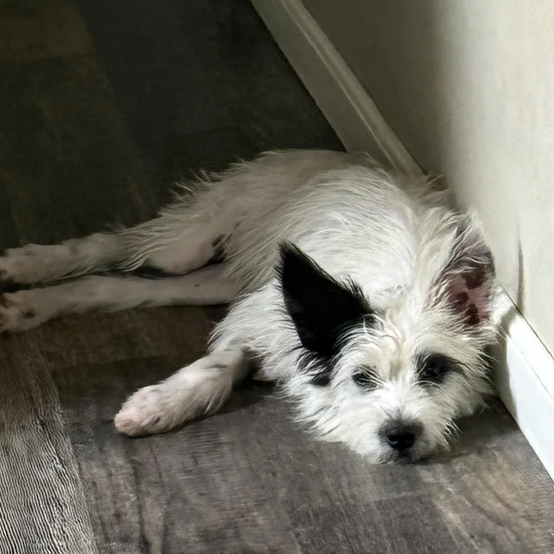 A young small-sized female Terrier dog named Cruella for adoption in ISABELA, PR